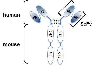 anti-Angiopoietin-2, mAb (rec.) (blocking) (Angy-2-1) (preservative free)