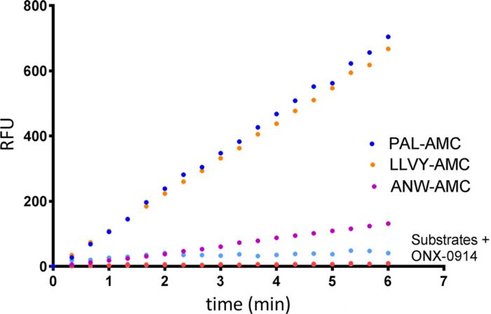 20S Immunoproteasome Assay Kit