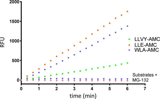 20S Constitutive Proteasome Assay Kit