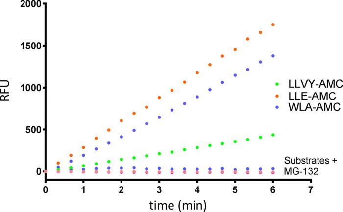 20S Constitutive Proteasome Assay Kit