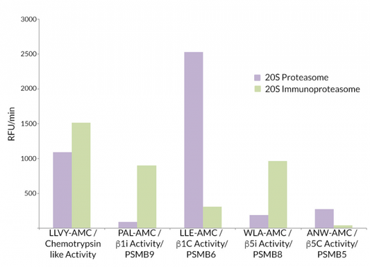 20S Immunoproteasome (mouse) (untagged)